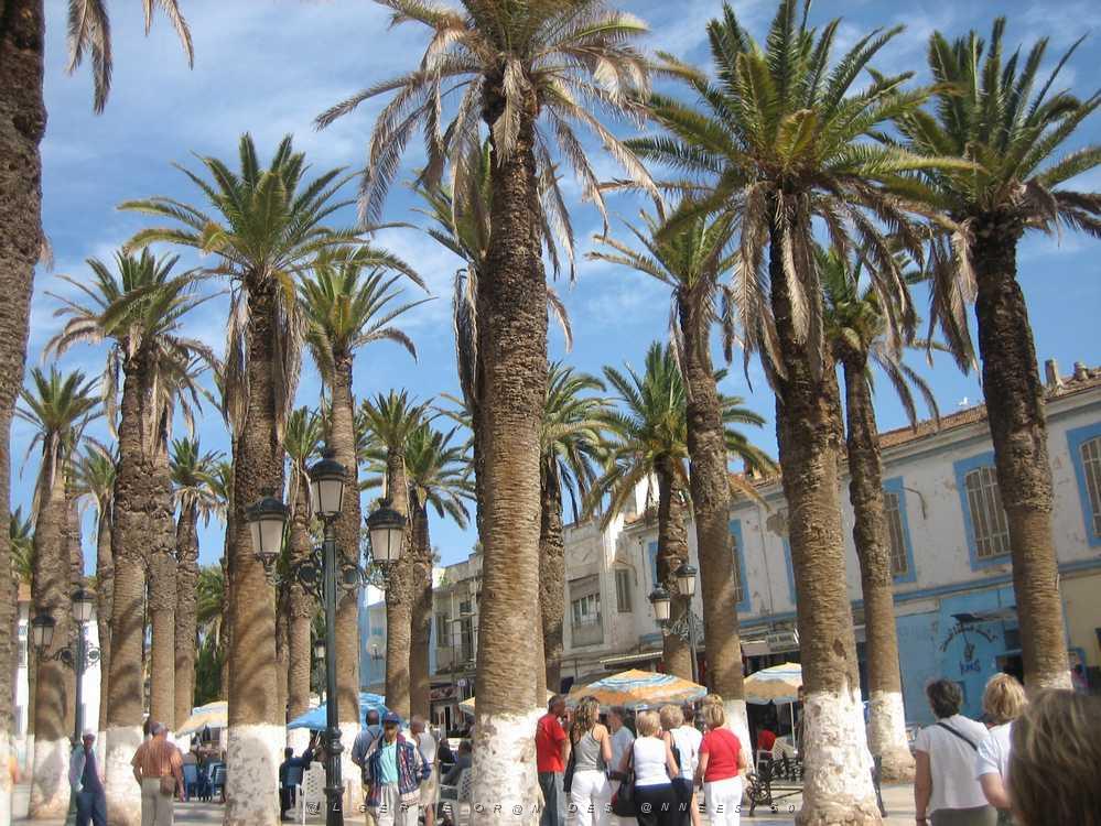 ARZEW 2008 2.jpg